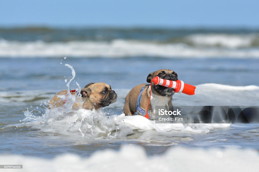 Boating with a French Bulldog: What We've Learned