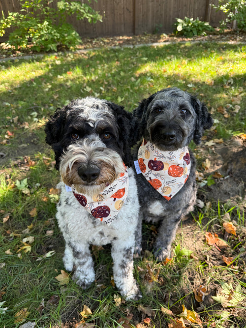 Decked Out™  Dog Bandanas